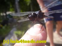 /home//u458753944/public_html/sourcegallery////////////Insects and small critters/dragonflies and damselflies/P1140141.JPG